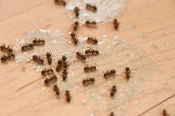 Best Best Pest Control Companies  in Livingston, MT